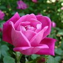 고방[7299]雙明齋 臥陶軒 李仁老 - 月季花(월계화) 이미지