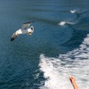 까멜리아 이미지