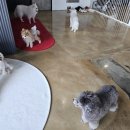 도그레잇 이미지