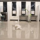 도그비잉 펫케어 이미지