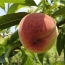 예하지마을 이미지