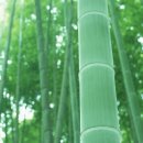 대나무 이미지