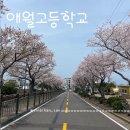 애월고등학교 | 제주 벚꽃 명소 8탄, 애월의 봄을 걷다, 장전리 벚꽃길&애월고등학교