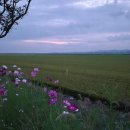 코스모스길 이미지