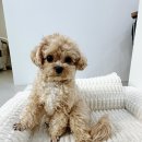 광안리 헤드스파 추천 | 노폐물까지 눈으로 확인하는 벨르미뷰티 솔직 후기