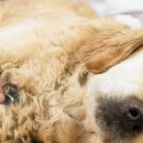 24시 신도림S동물의료센터 이미지