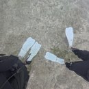 시기라비치(해변) 스노쿨링 후기 :: 일본 미야코지마의 수족관 (니모, 타이탄 트리거 피쉬, 물뱀)
