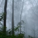 신비소리 이미지