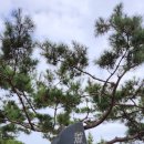 우공로 묘비 | 윤관장군묘 (尹瓘将军墓) Tomb