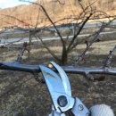 자두나무농장 이미지