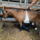 하이디 흑염소 농장 이미지