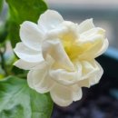 대공농장 이미지