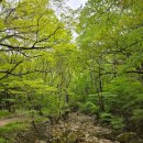 계룡산콘도텔 | 공주 계룡산 동학사 4월 주차 시간