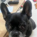 위더스동물병원 네이버블로그