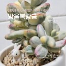 알사탕 같은 알록달록한 잎이 매력적인 다육이 방울복랑금(오색방울복랑) 키우기