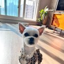 마닐마닐 이미지