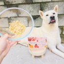 메리도프 이미지