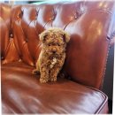 말티와푸들이사는집 | 블랙 푸들 분양 털빠짐 성격