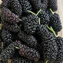 진하농장 이미지