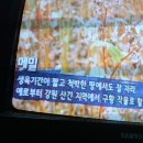 소화불량에 메밀,천기누설/기치유/자연요법 이미지