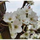 배영농장 이미지