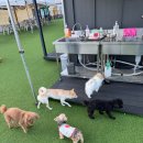 도척 | 경기도 광주 도척 몽실이네 애견카페 방문 후기🐶❤️