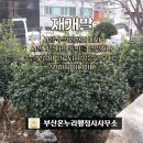 대연 행정사 사무소 네이버블로그