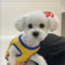 그루밍 멍 이미지