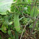 과림농장 이미지