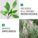 라보 에이치 (LABO -H) 탈모 증상 완화 두피 강화...에이치 탈모 샴푸 솔직한 사용 후기 알려드릴게요~!!