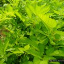 인천나비공원 이미지