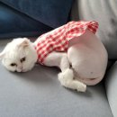 청라 [고양이 이발관] 하양이의 첫 미용 + 목욕 후기