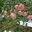 동일농원 이미지