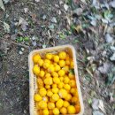 유자나무펜션 이미지