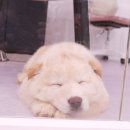 호동이 Daum카페
