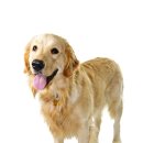 웰빙동물병원 이미지