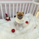 그루밍공화국 이미지