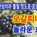 제2의 산삼이라 불리는 가시오갈피 이미지