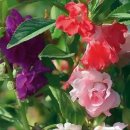 오늘의탄생화-(10월19일) 🌸 빨강 봉선화(Balsam), 봉숭아 이미지