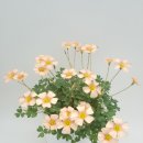 Oxalis Obtusa Cream Puff 크림퍼프 이미지