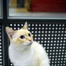 고양이카페38.5 이미지