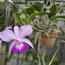 Cattleya Memorial Chuang Wen-Hsien S/A 이미지