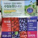 수림농원 - 홍천군 홍천로1길 8 | 수림농원 꾸지뽕열매로 꾸지뽕담금주 만들어보기