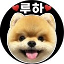 가평 메이드 독채 온수 수영장 펜션 | 서울근교 반려견 펜션 멍스빌리지🏡가평 독채 온수 수영장+스파 숙소 후기 대공개!!