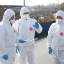 영암오리 이미지