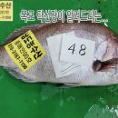 9월 19일, 자연산회(참돔,민어), 병어, 암대하, 먹갈치, 풀치, 살오징어, 냉동(쫄복어,갯가재), 쌈장...맛있게 드시고 건강하세 이미지