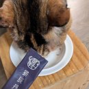 반려동물보감연구소 이미지