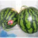 일동청과 Daum카페
