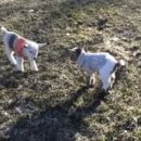 아기염소 이미지