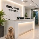 미용1 | 강북 애견미용학원 후기, 1인 1일 1실견 실습 직접 다녀본 후기